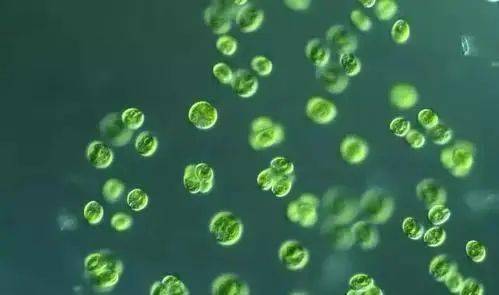 生物塑料?生物基塑料?生物降解塑料?别懵...(图6) 生物塑料?生物基塑料?生物降解塑料?别懵...(图6)